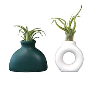 Live Air Plant Home Decor (Pet-Safe Houseplants) with White and Teal Tillandsia Containers (2-Pack)