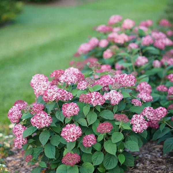 PROVEN WINNERS 2 Gal. Invincibelle Ruby Smooth Hydrangea (Arborescens ...