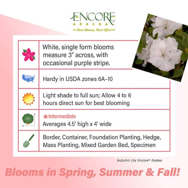3 Gal. Lily Encore Azalea Shrub with Brilliant White Reblooming Flowers