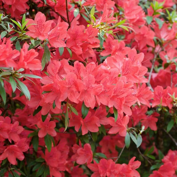2.5 Quart Azalea 'Fashion' Flowering Shrub with Pink Flowers