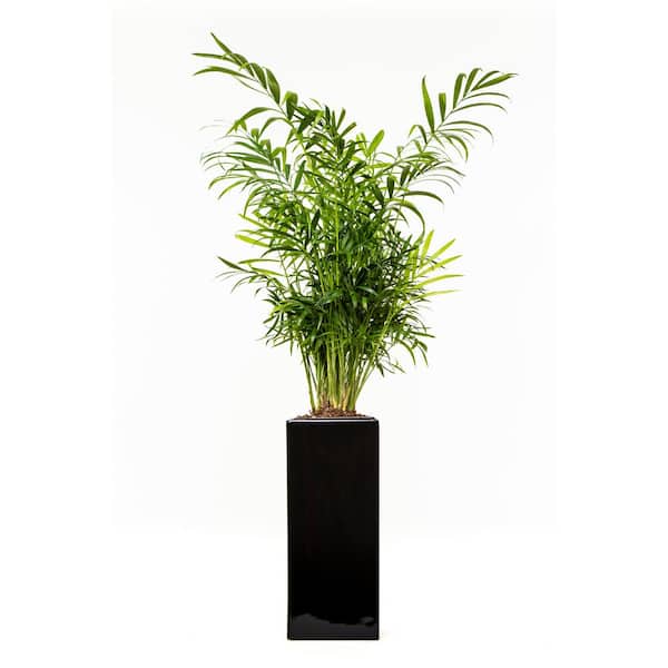 Unbranded 4 in. Parlor Palm Plant (Neanthe Bella Cham Elegans) in Vase