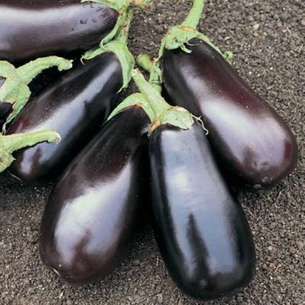 PROVEN WINNERS Classic Eggplant, Live Plant, Vegetable, 4.25 in. Grande
