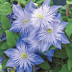 Crystal Fountain Clematis Live Bareroot Perennial Plant Pale-Lavender Flowering Vine (1-Pack)
