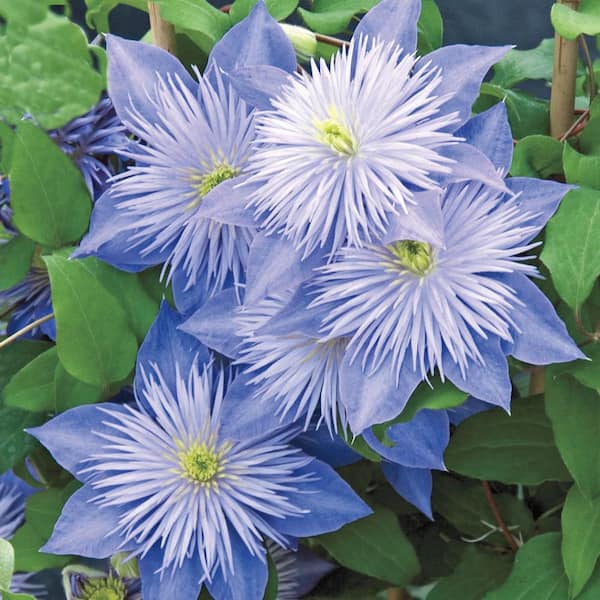 Spring Hill Nurseries Crystal Fountain Clematis Live Bareroot Perennial Plant Pale-Lavender Flowering Vine (1-Pack)