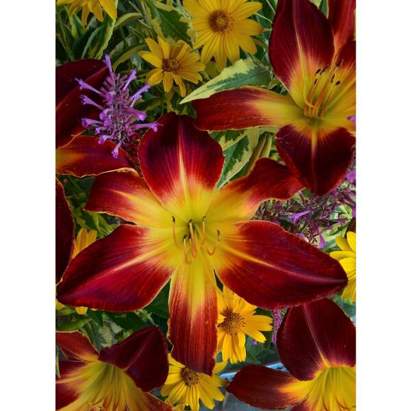 PROVEN WINNERS 1 Gal. Rainbow Rhythm Ruby Spider Daylily (Hemerocallis) Live Plant, Red Flowers with a Yellow Throat