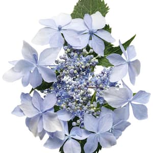 3 Gal. Tuff Stuff Ah-Ha Hydrangea Serrata Live Flowering Shrub; Reblooming Pink or Blue Flowers