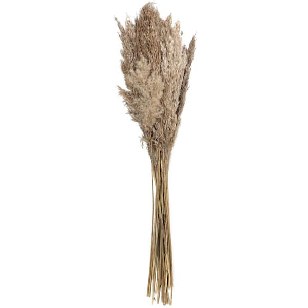 Litton Lane 35 in. Pampas Natural Foliage with Long Stems (1 Bundle)