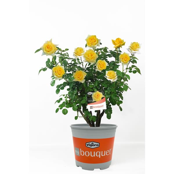 Vigoro 2 Gal. Lemontini Rose with Yellow Flowers