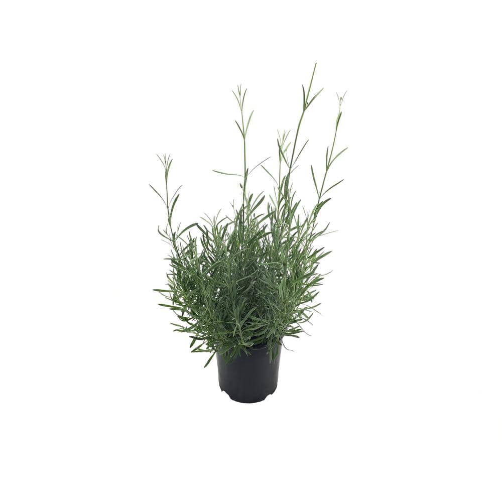French Lavender (Lavendula) Provence Plant