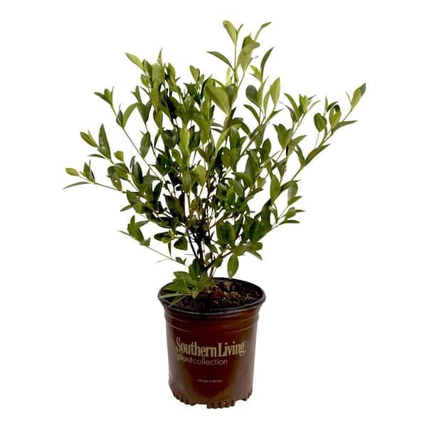Southern Living Plant Collection 2.5 Qt. Jubilation Gardenia, Live Evergreen Shrub, White Fragrant Blooms