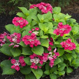 2.5 Qt. Cherry Explosion Hydrangea with Red Blooms