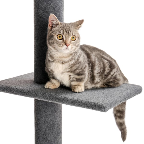 8 foot cat tree hotsell