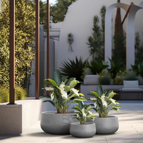 fertilizer for indoor palm plants Palm Tree Fertilizer main image 0