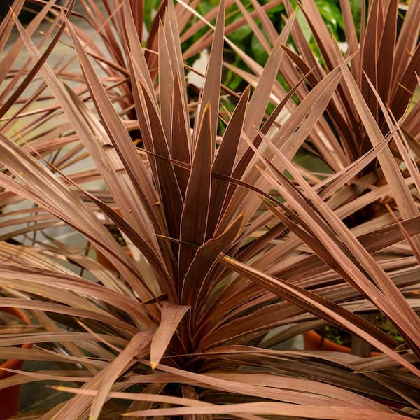 national PLANT NETWORK 3.5 in. Cordyline Red Star Annual