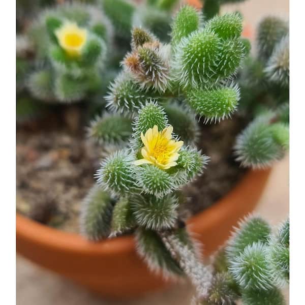 Wekiva Foliage Pickle Plant-Live Plant in a 2 in. Pot-Ice Plant-Delosperma  Echinatum-Indoor Outdoor Cacti Succulent Houseplant PickPlant2x1 - The Home  Depot