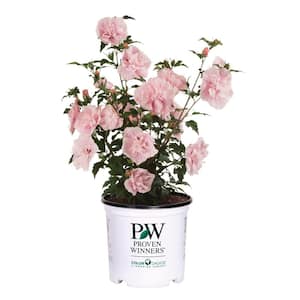 1 Gal. Pink Chiffon Rose of Sharon (Hibiscus) Live Shrub, Light Pink Flowers