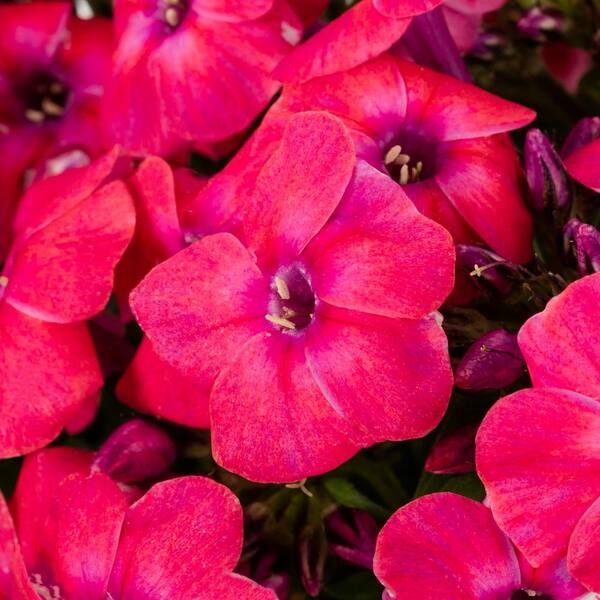 ☆BLACK FRIDAY福袋☆レッド&ピンク系☆ブランド&蛍光ブローチ多数！ ☆BLACK FRIDAY福袋☆レッド&ピンク系☆ブランド&蛍光ブローチ多数！