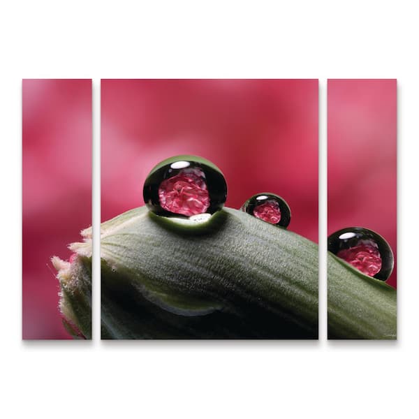 Trademark Fine Art Gordon Semmens Dew Drops Macro 06 3-Piece Panel Set Unframed Photography Wall Art 30 in. x 41 in.