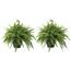 https://images.thdstatic.com/productImages/c9f84e15-ea45-4537-8995-bfc624194ac1/svn/costa-farms-house-plants-co-bf10-pk2-64_65.jpg