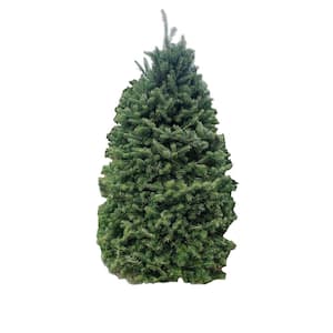 5 ft. Fresh Cut Balsam Fir Live Christmas Tree