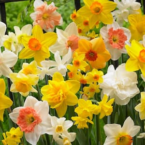 Daffodils Bulbs Kitchen Sink Mixture (Set of 50)