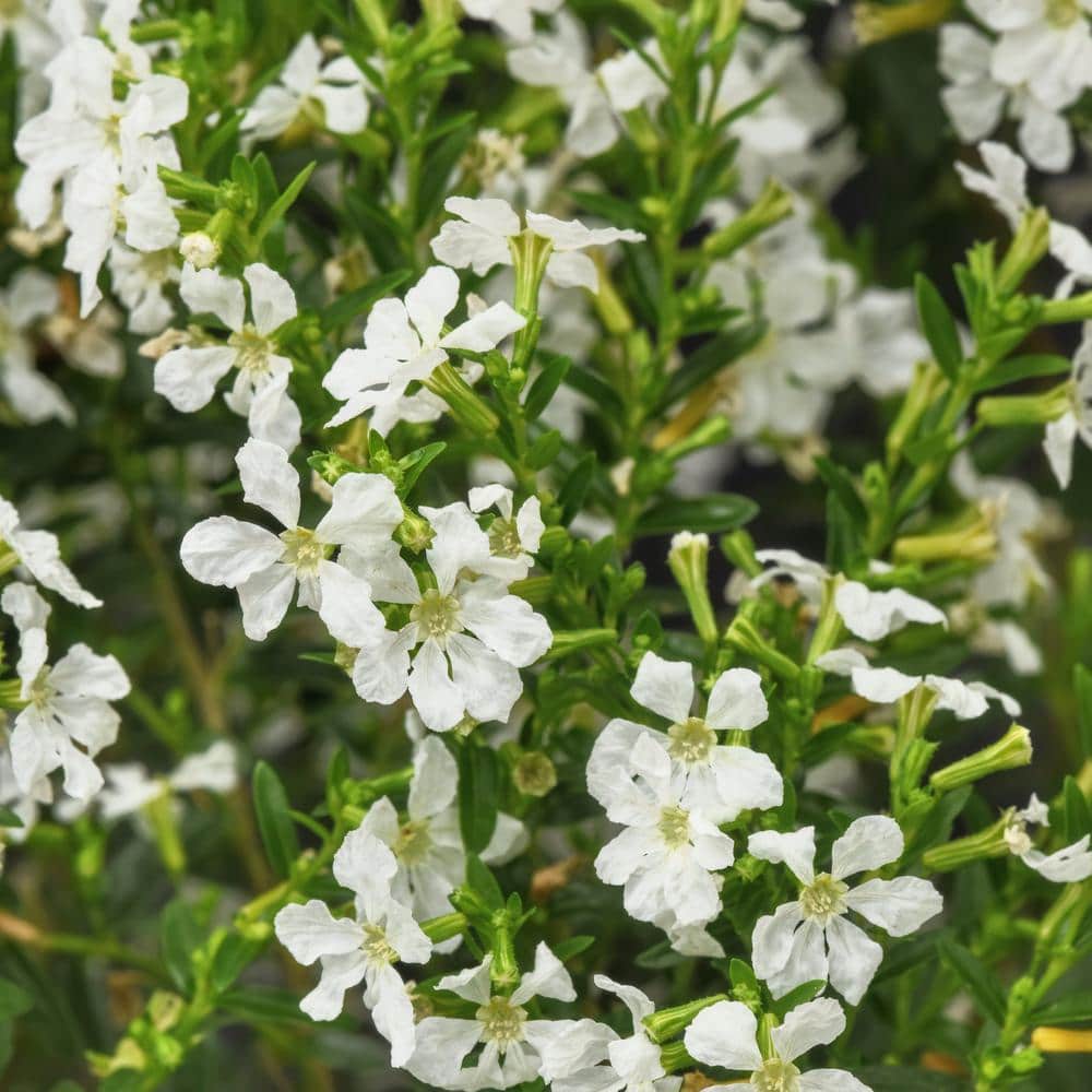 T. reichenbachii White Flower T'S株 T. reichenbachii White Flower T'S株 - メルカリ