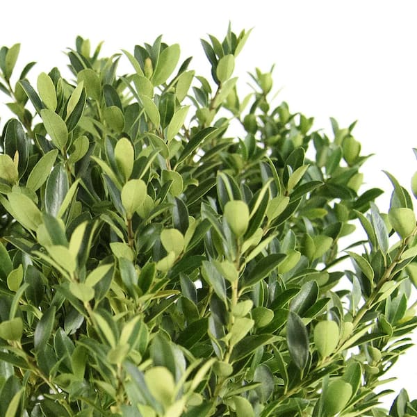 2.25 Gal. Hoogendorn Holly Plant