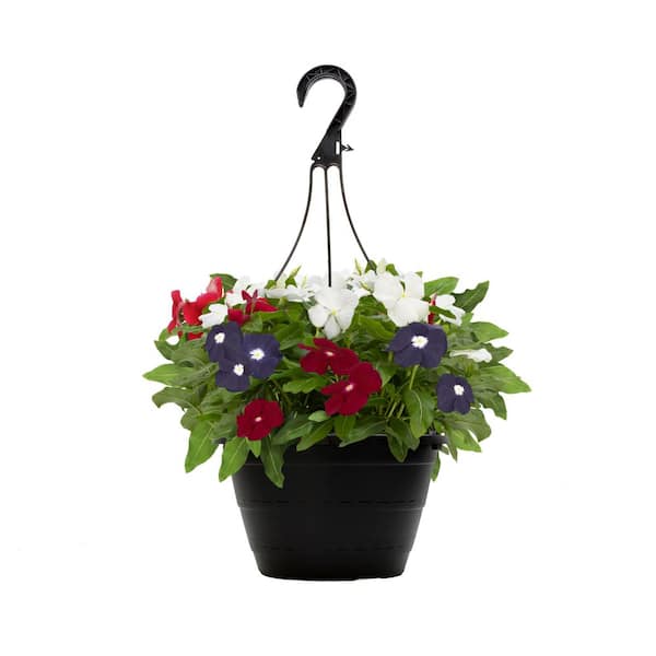 ALTMAN PLANTS 1 PT. Mixed Periwinkle Annual Plant with Assorted