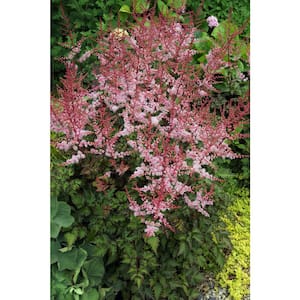 3 Gal. Delft Lace Astilbe Live Flowering Shade Perennial Plant with Apricot Pink Flower Plumes