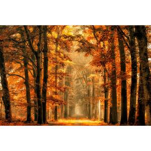 Falkirk Airdrie Abstract Autumn Forest Modern Wall Mural