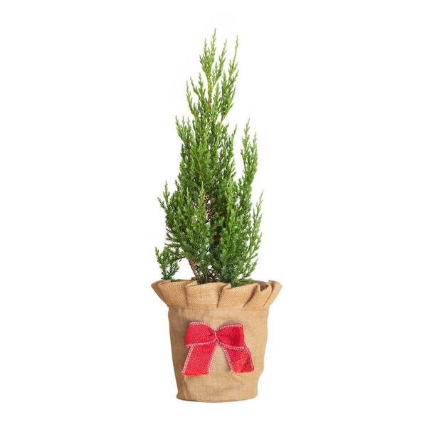 FLOWERWOOD 2.5 qt. Holiday Blue Point Juniper Living Christmas Tree