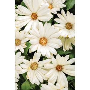 4.25 in. Grande Bright Lights White African Daisy (Osteospermum) Live Plant, White Flowers (4-Pack)