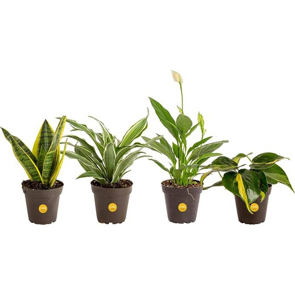 O2 for You Indoor Houseplant Collection in 4 in. Grower Pot, Avg. Shipping Height 10 in. Tall (4-Pack)