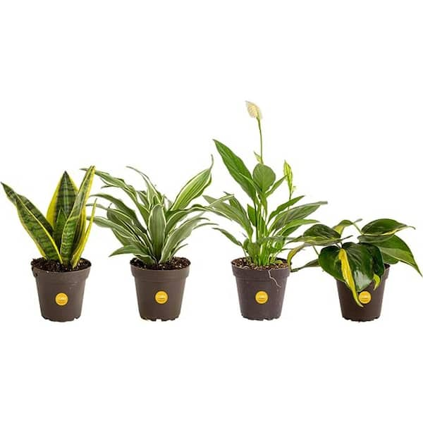 Costa Farms O2 for You Indoor Houseplant Collection in 4 in. Grower Pot, Avg. Shipping Height 10 in. Tall (4-Pack)