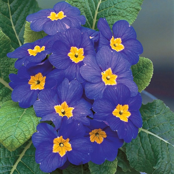 ALTMAN PLANTS 1 Pt. Blue and Purple Primrose Plant