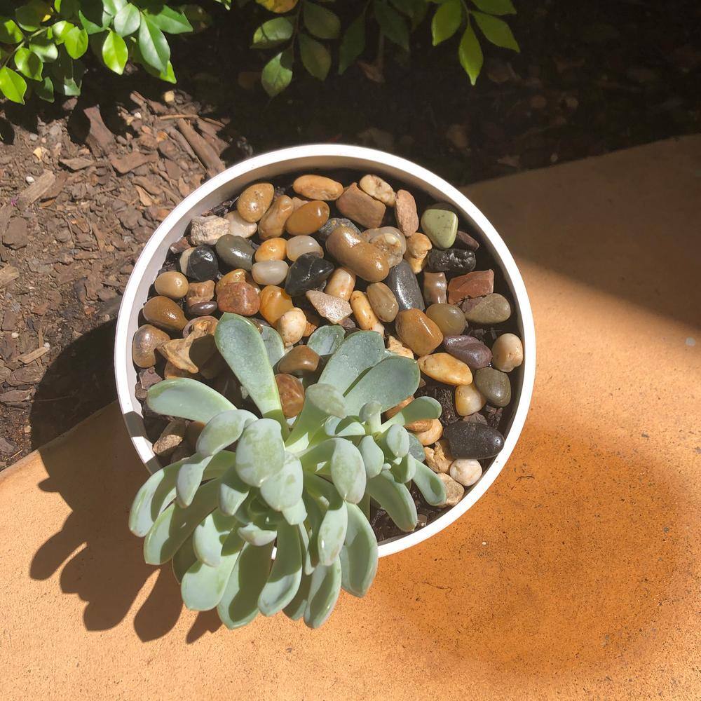 Cream 7" Orbital Bamboo Planter for Succulents