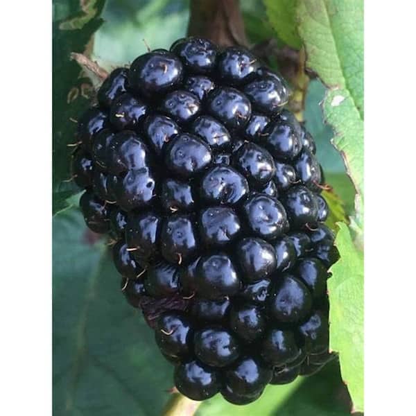 Wekiva Foliage Freedom BlackBerry Plant-Live Plant in a 2 in. Pot-Rubus-Fruit Trees for The Patio and Garden
