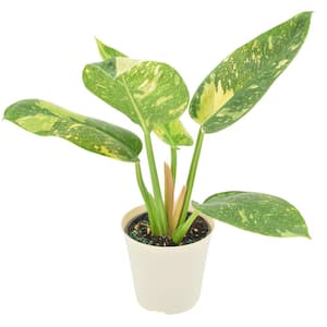 philodendron florida ghost mature Philodendron Florida Ghost Mint – Rare Indoor Plant main image 0