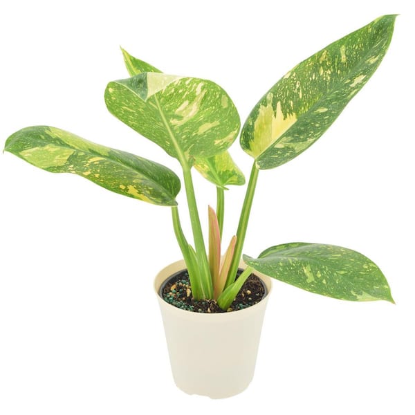 4 in. Philodendron Green Congo Variegated Live Indoor Plant in Beige Plastic Pot Cover Planter