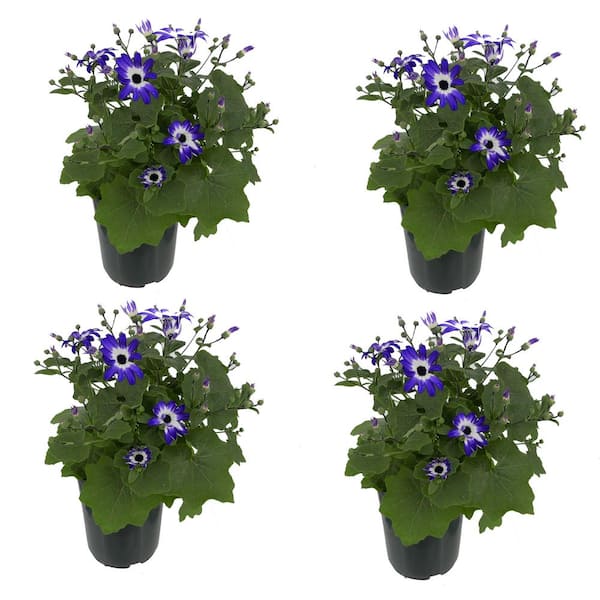 Unbranded Annual Pericallis Senetti Blue Bicolor 2.5 Qt. - 4-Pack