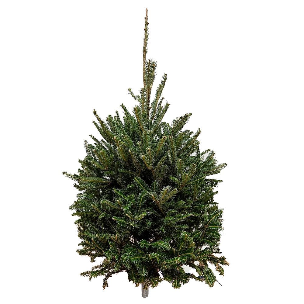 3 ft. to 4 ft. Freshly Cut Fraser Fir Real Christmas Tree