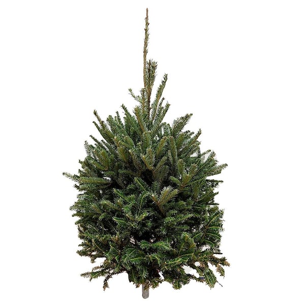 Unbranded 3 ft. to 4 ft. Freshly Cut Fraser Fir Real Christmas Tree