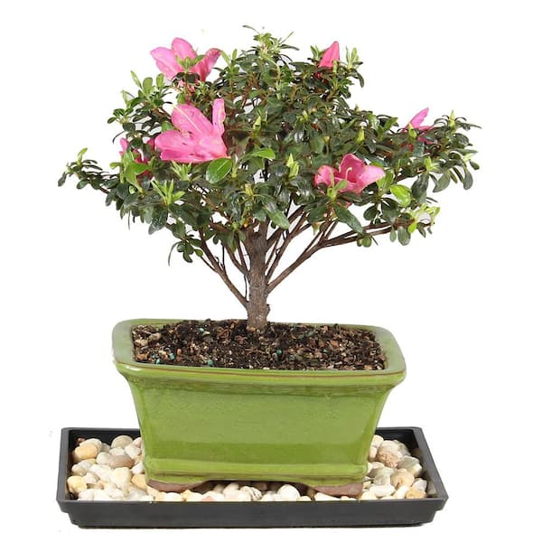 brussel's BONSAI Satsuki Azalea Bonsai Tree Outdoor Plant in