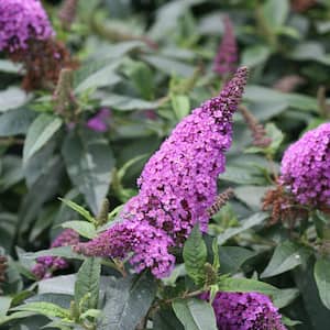 2 Gal. Pugster Periwinkle Butterfly Bush (Buddleia) Live Shrub with Purple Flowers