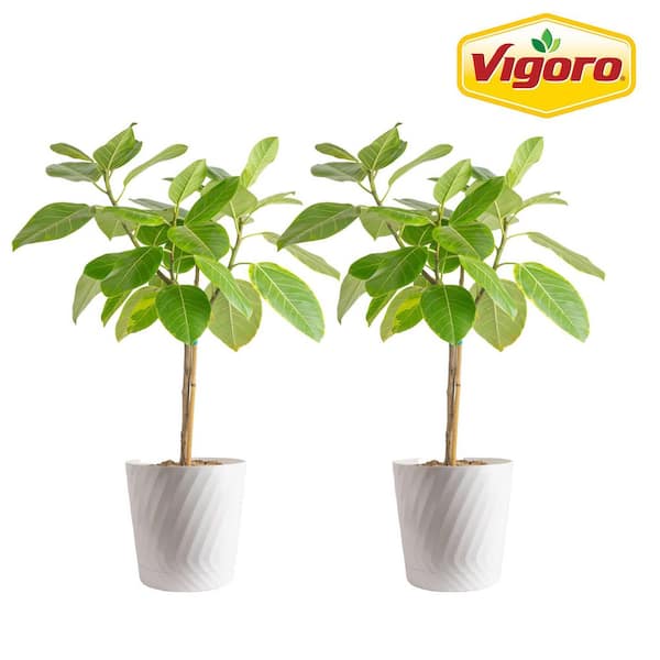 Vigoro Ficus Audrey Plant in 10 in. White Decor Pot Avg. Shipping Height 3-4 ft. Tall (2 Pack)