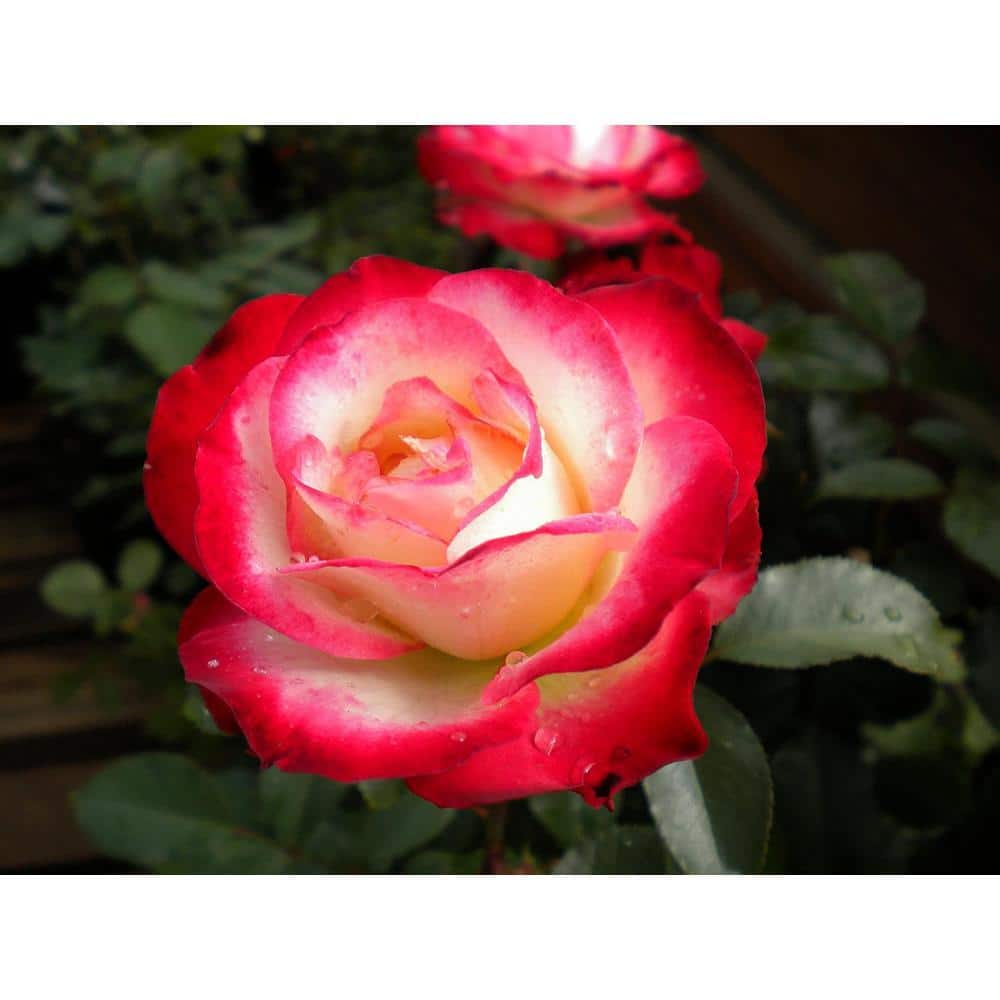 Wekiva Foliage Dick Clark Grandiflora Rose-Live Starter Plant in a 4 ...
