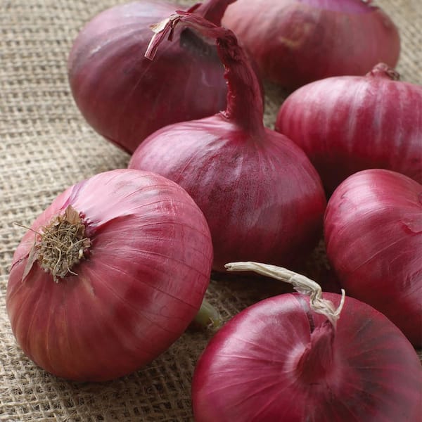 Onion Sets Red (Set of 250) Bulbs