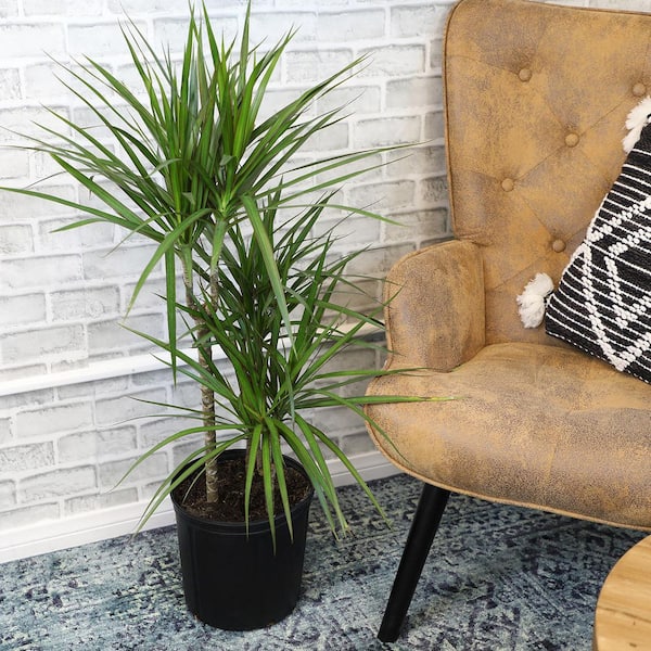 Altman Plants 4.25 in. Dracaena Steudneri Cane Assorted Houseplants (4-Pack)