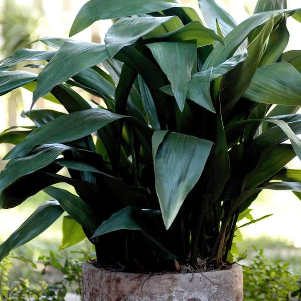 National Plant Network Aspadistra Cast Iron Live Plant in a 1 Gallon Grower Container