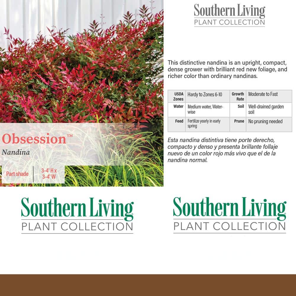 2 Gallon Obsession Nandina Shrub with Bright Red and Green Foliage
